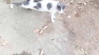 Funny stray cat posture