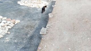 Cute funny domestic cat