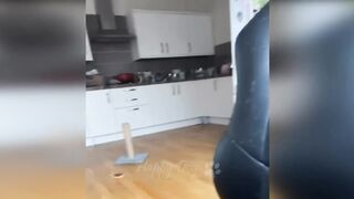 Funny animals - Funny cats / dogs - Funny animal videos 2023 2