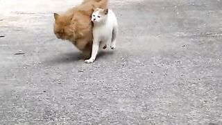 Loving Cats