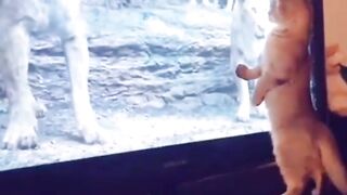 Funny cat compilations #tiktok