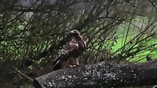 ģKongeørn (Golden Eagle).
