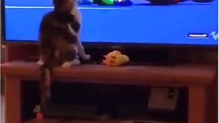 Les animaux les PLUS mignonn ❤???? et drôle  tiktok compilations
