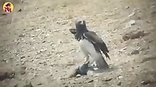 15 Cruel Eagle Attacks Caught on Camera.