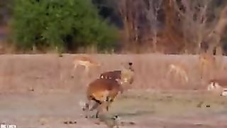 15 Merciless Animal Battles Ever Filmed.