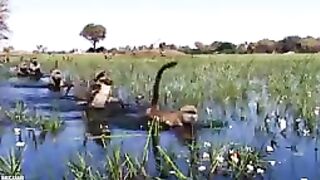 15 Unbelievable Animals That Saved Other Animals.