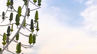 Cet arbre peut produire de l'électricité