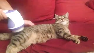 Lovely Cat Massag