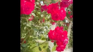 Red Roses ( tiktok )