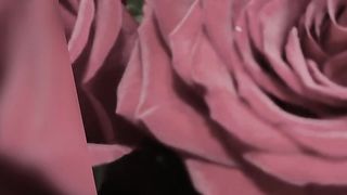 Red Roses  (tiktok )