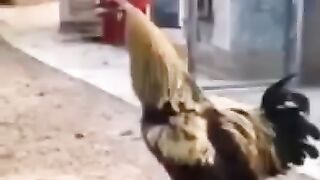 CROOOOOOOOOOOOOK