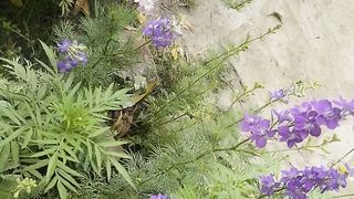 Flowers| plants |beautiful Flowers video| relaxing video