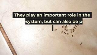 How to repel ants