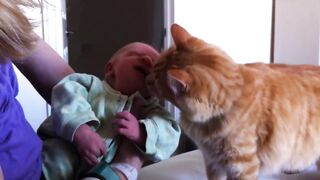 Chats rencontrant des bébés