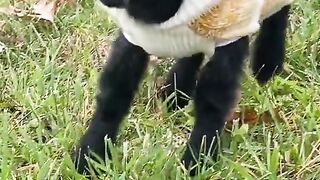 CUTE SHEEP VIDEOS !! Baa Baa Black Sheep 2