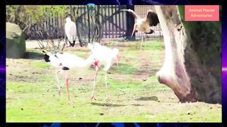 Beautiful wading birds and golden pheasants