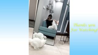 Funny and Cute Cat's Life ???????? Cats and Owners are the best