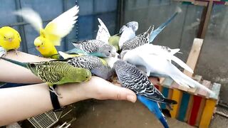 Beautiful Lovebird | Budgies and Cockatiel Birds Playing and Feeding