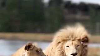 Jungle Love