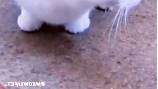 Funny pets video 2