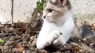 Hilarious and Heartwarming Cat Moments That Will Make Your Day!