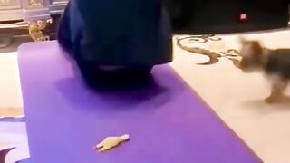 Funny video with dog...
