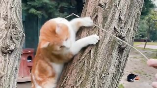 funny cats videos, funniest animals