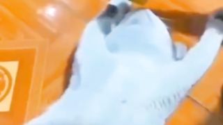 Funny animals video compilation cat...