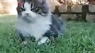 Funny video cats...