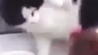 Funny Chicken Compilation