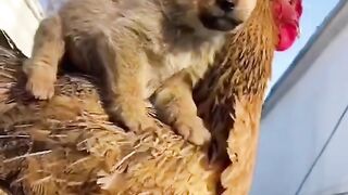 Funny baby  dogs & chicken...