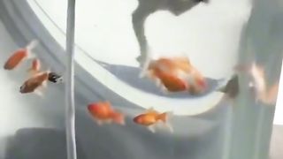 Funny pets 5