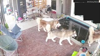 Owner Saves Dog From Drowning
