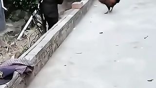 Funny video Hen