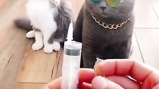 Funny video cat injection