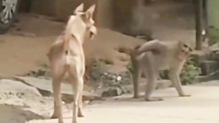 Funny video monkey and dog 2