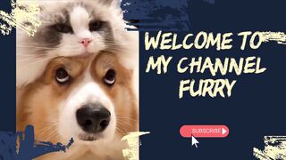 Funniest Animals 2023 ???? Funny Dogs and Cats Videos ????????