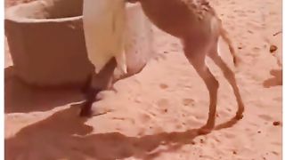 Funny video donkey 3