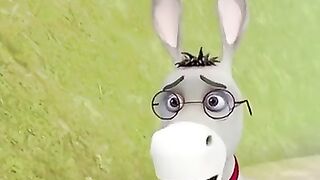 Funny video donkey 4