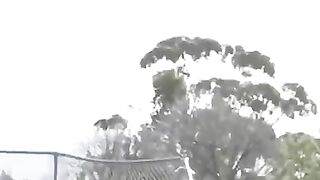 How animals get over a fence. ????Part 1 ???? #shorts