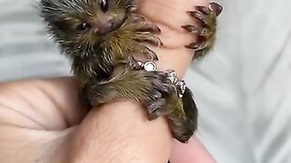Pretty finger monkey