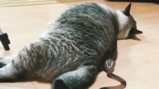 Cat kill ???????? snake