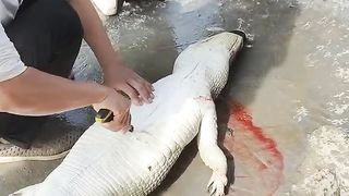 Amazing Fillit Crocodile
