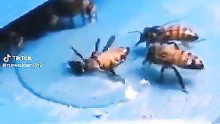 Beast friend