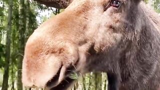 Moose