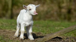 Most Funny and Cute Baby Goat Videos Compilation 2
