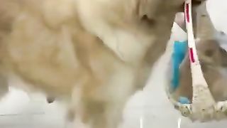 funny dogs 3