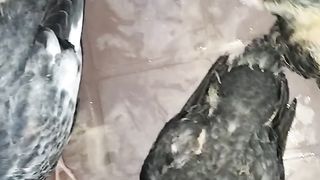 my cute pigeon