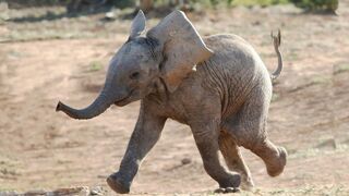 Most Funny and Cute Baby Elephant Videos Compilation 2