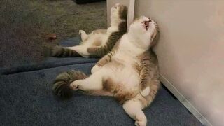 Funniest Cats - Don't try to hold back Laughter - Funny Cats Life 2